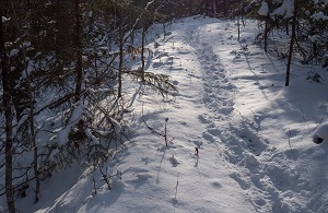 Slim Pond and Bear Pond